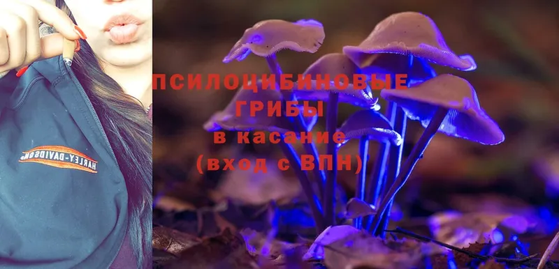 Псилоцибиновые грибы Psilocybine cubensis  Дзержинск 